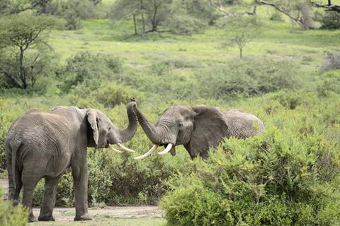Two Elephants jigsaw puzzle