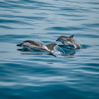 Two Dolphins jigsaw puzzle