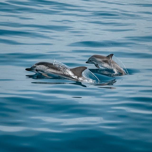 Two Dolphins jigsaw puzzle