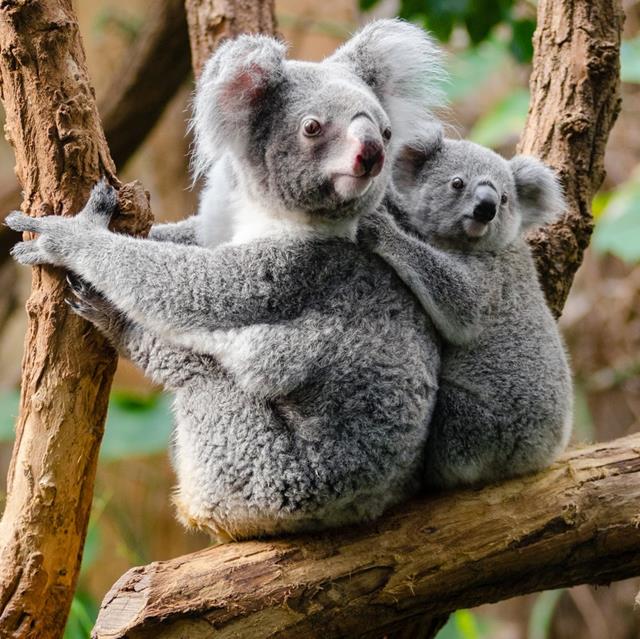 Two Koalas jigsaw puzzle
