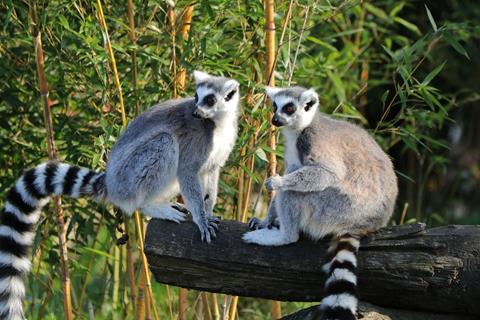 Two Lemures jigsaw puzzle