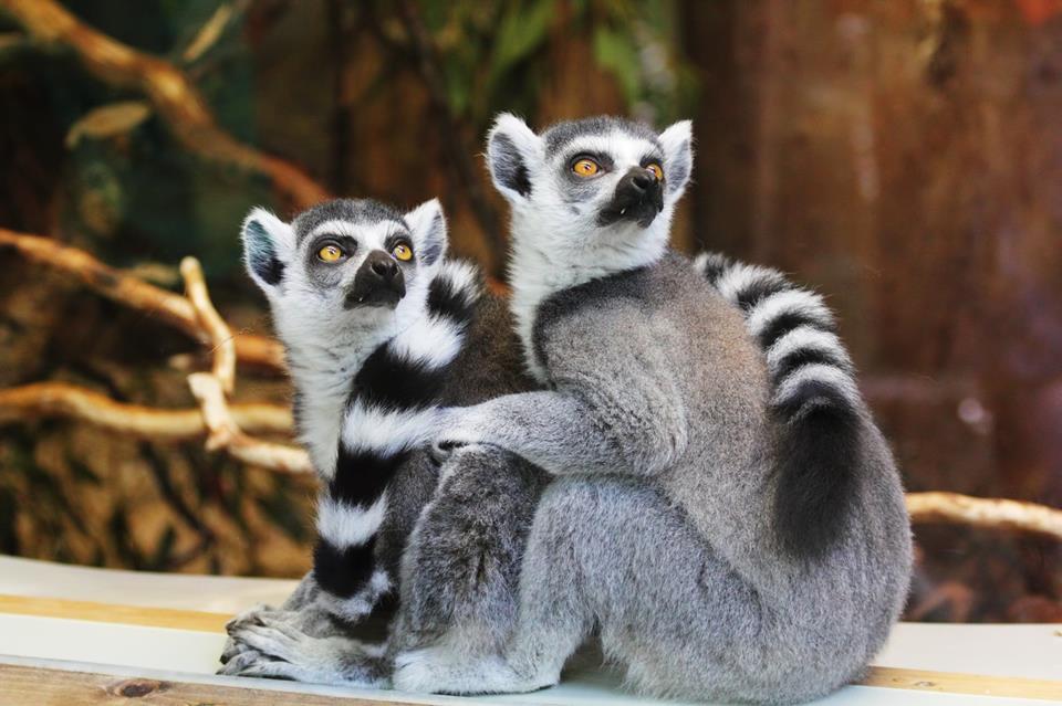 Two Lemurs jigsaw puzzle