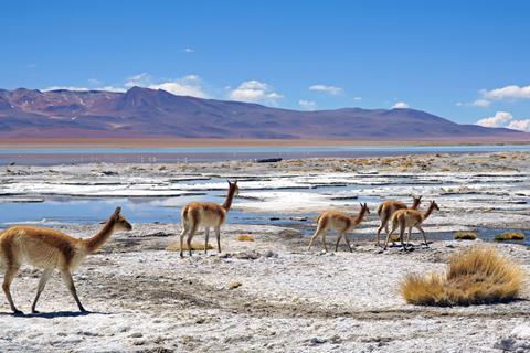 Deer on a Beach jigsaw puzzle