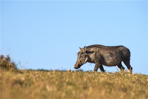 Black Warthog jigsaw puzzle