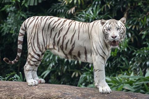 White Tiger jigsaw puzzle