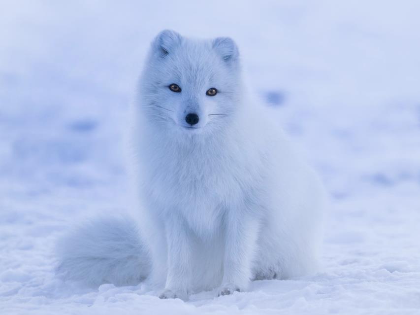 White Fox On Snow jigsaw puzzle