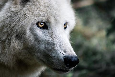 White Wolf jigsaw puzzle