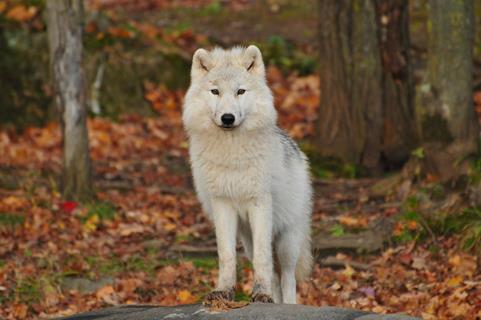White Wolf jigsaw puzzle