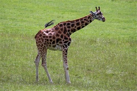 Giraffe jigsaw puzzle