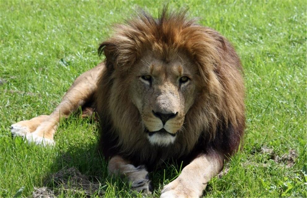 Close up of a lion jigsaw puzzle