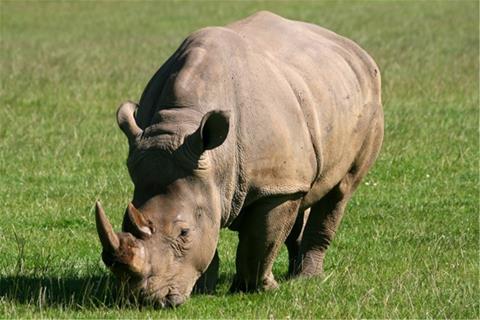 Rhinoceros jigsaw puzzle