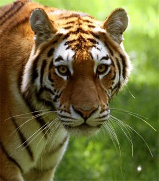 Close up Tiger jigsaw puzzle