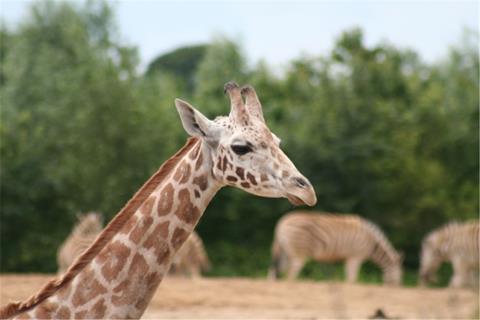 Giraffe jigsaw puzzle