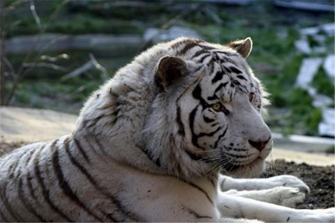 White Tiger  jigsaw puzzle