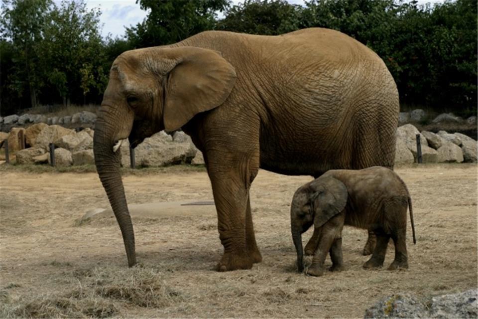 Elephants sitting on top of a dirt field jigsaw puzzle