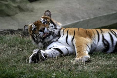 Tiger jigsaw puzzle