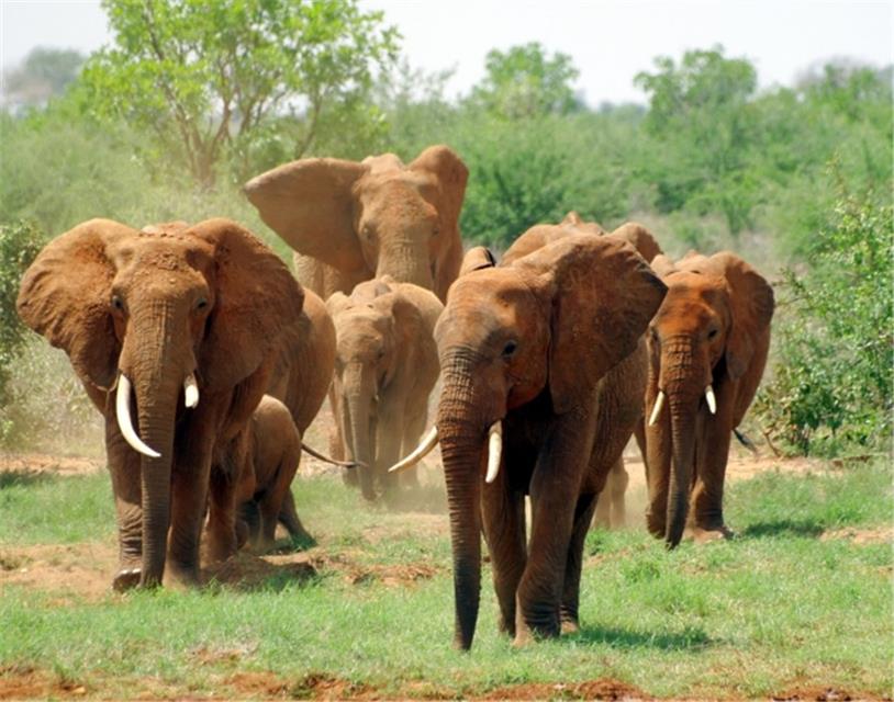 A herd of elephants jigsaw puzzle