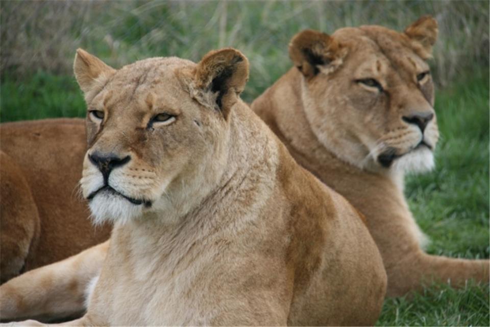 lionesses jigsaw puzzle