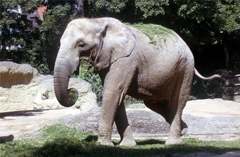 Baby Elephant jigsaw puzzle