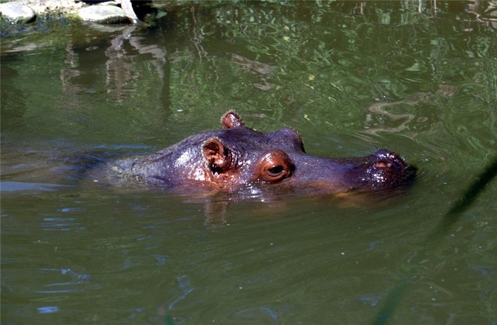Hippopotamus jigsaw puzzle