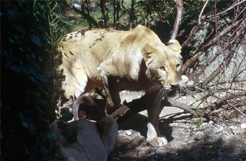 Lioness jigsaw puzzle