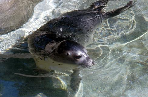 Seal jigsaw puzzle