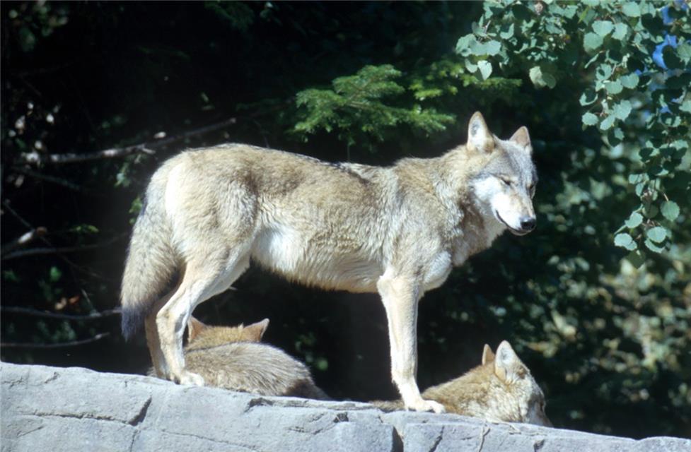 Wolves jigsaw puzzle