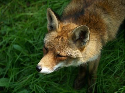 A Wild Fox jigsaw puzzle