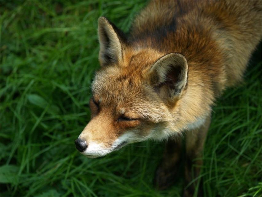 A Wild Fox jigsaw puzzle