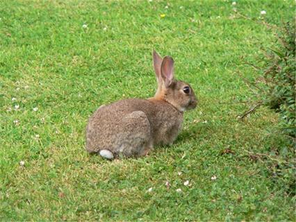 Bunny jigsaw puzzle
