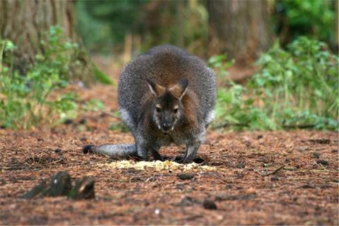 Baby Kangaroo jigsaw puzzle