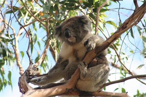 Koala jigsaw puzzle