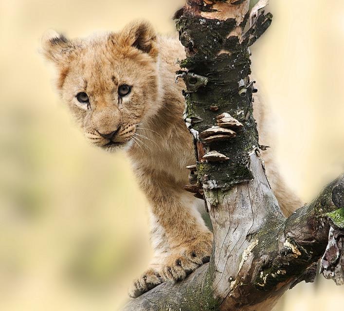 Baby Lion jigsaw puzzle