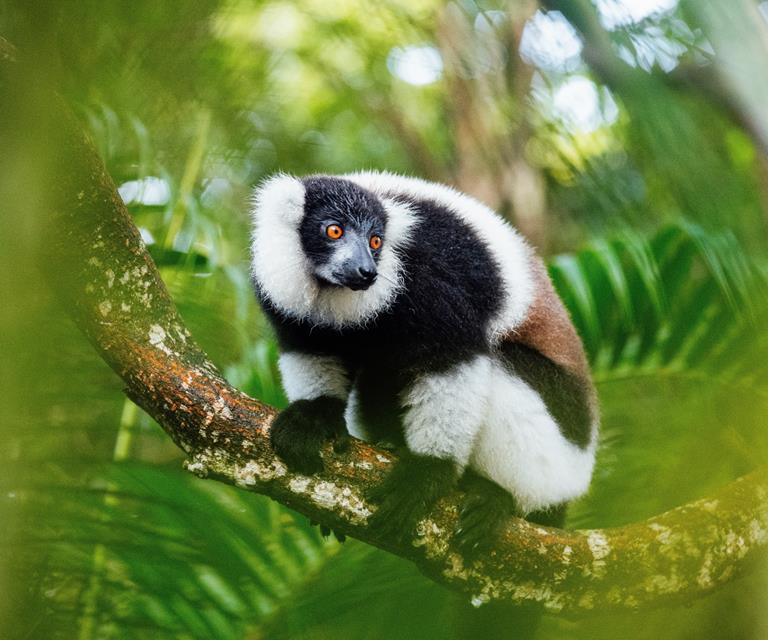 Tarsier jigsaw puzzle