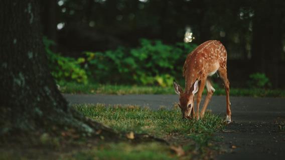 Deer jigsaw puzzle