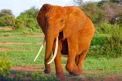 Big Elephant jigsaw puzzle