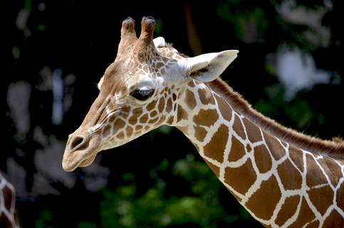 Beautiful Giraffe jigsaw puzzle