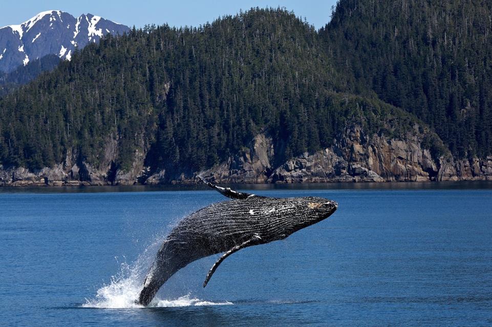 Humpback Whale jigsaw puzzle