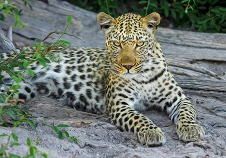 Leopard Cat jigsaw puzzle
