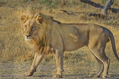 Lion jigsaw puzzle