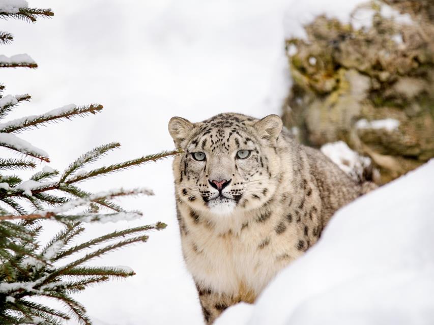 Snow Leopard jigsaw puzzle