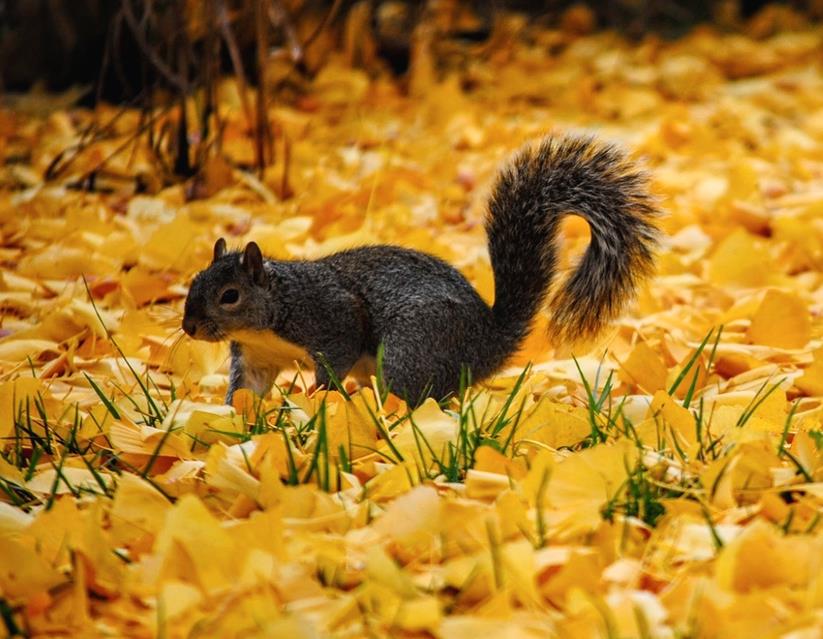 Squirrel  jigsaw puzzle