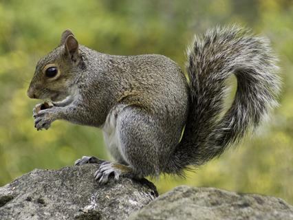 Squirrel jigsaw puzzle