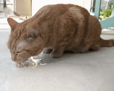Cat Drinking Water jigsaw puzzle