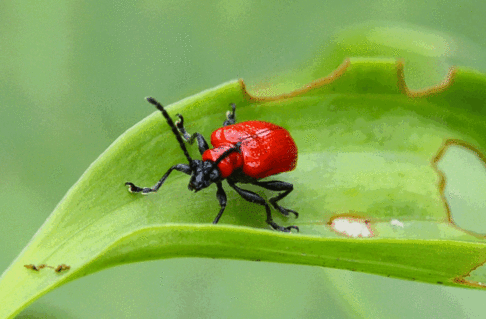 Lilioceris Lilii jigsaw puzzle