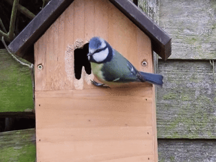 Little Bird Guarding Its House jigsaw puzzle