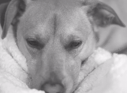 Dog Waking Up jigsaw puzzle