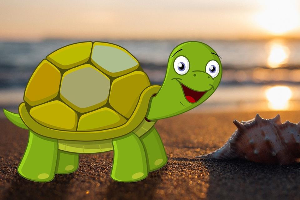 Turtle jigsaw puzzle