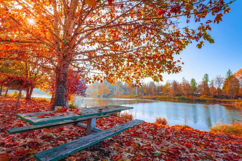 Autumn Leaves At Beautiful Daylight jigsaw puzzle