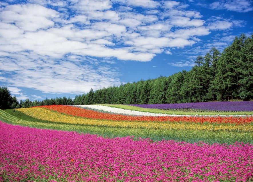 Colorful Flower Field jigsaw puzzle